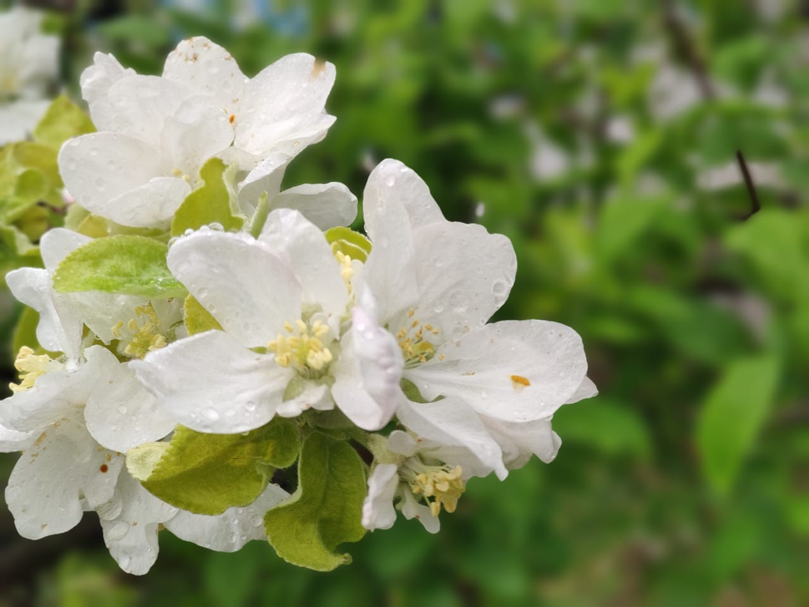 Как добиться регулярного плодоношения яблонь?