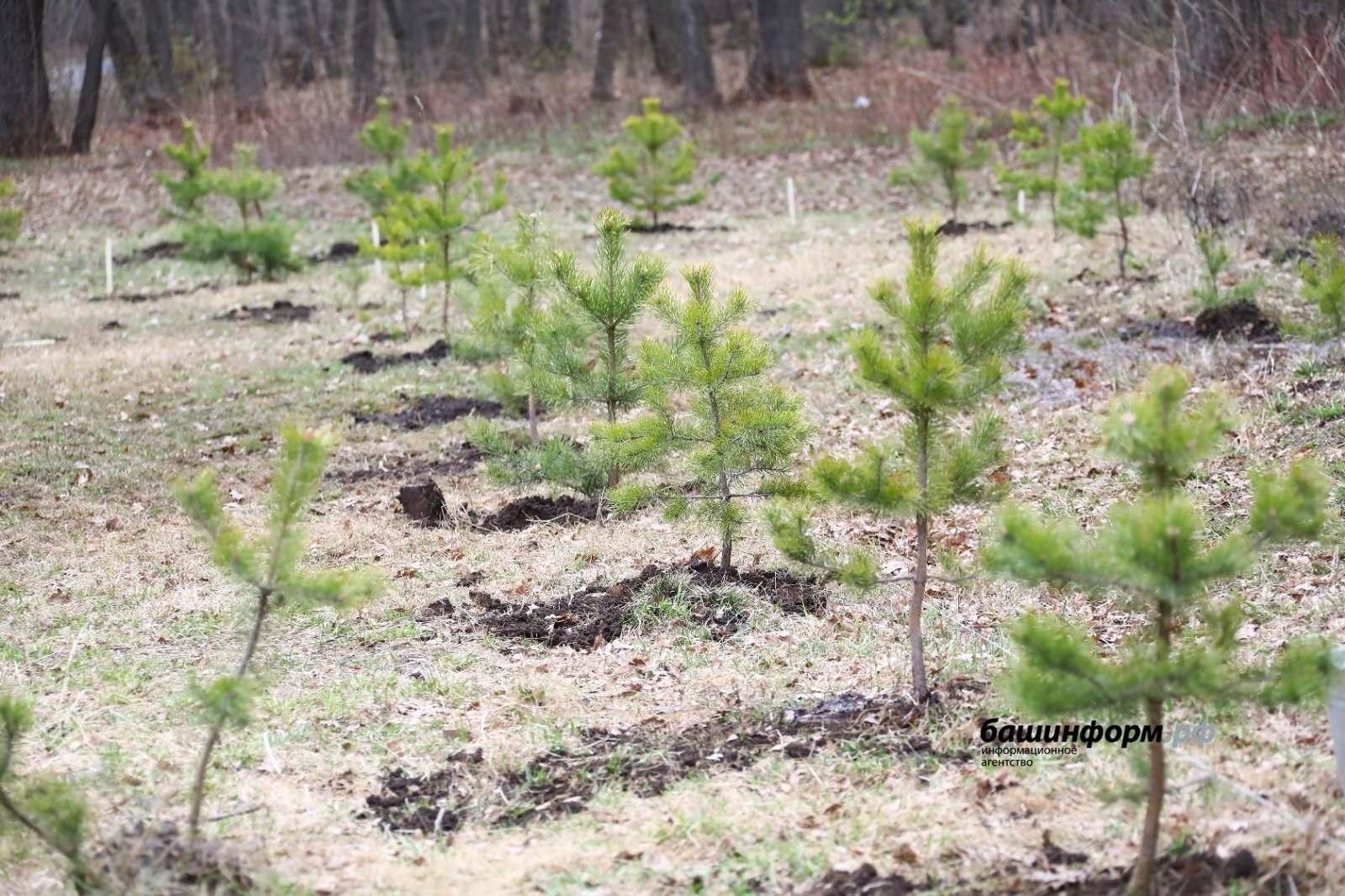 Лесовосстановление в Башкирии в следующем году проведут минимум на 13 тысячах га