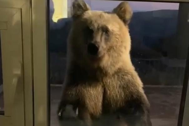 В ресторан заглянул медвежонок