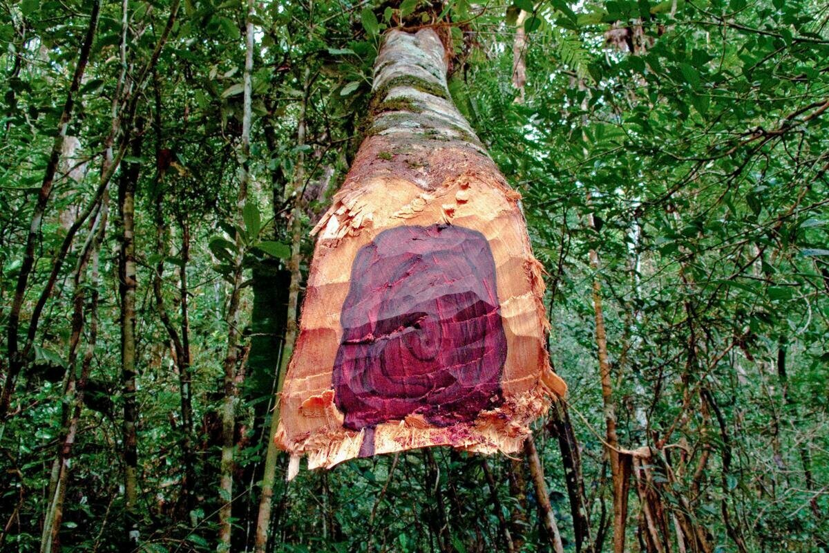 Самое дорогое дерево на планете