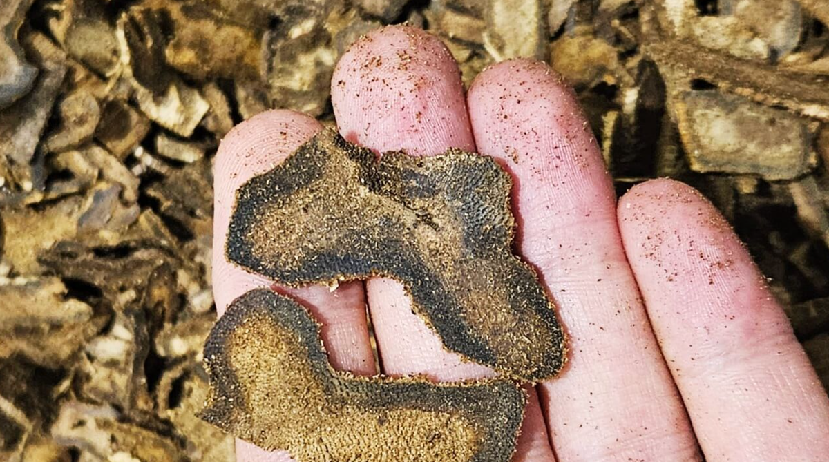 Самое дорогое дерево на планете