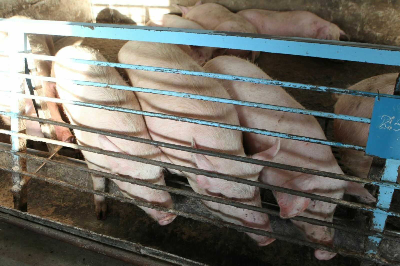 Африканская чума свиней – опасная вирусная болезнь