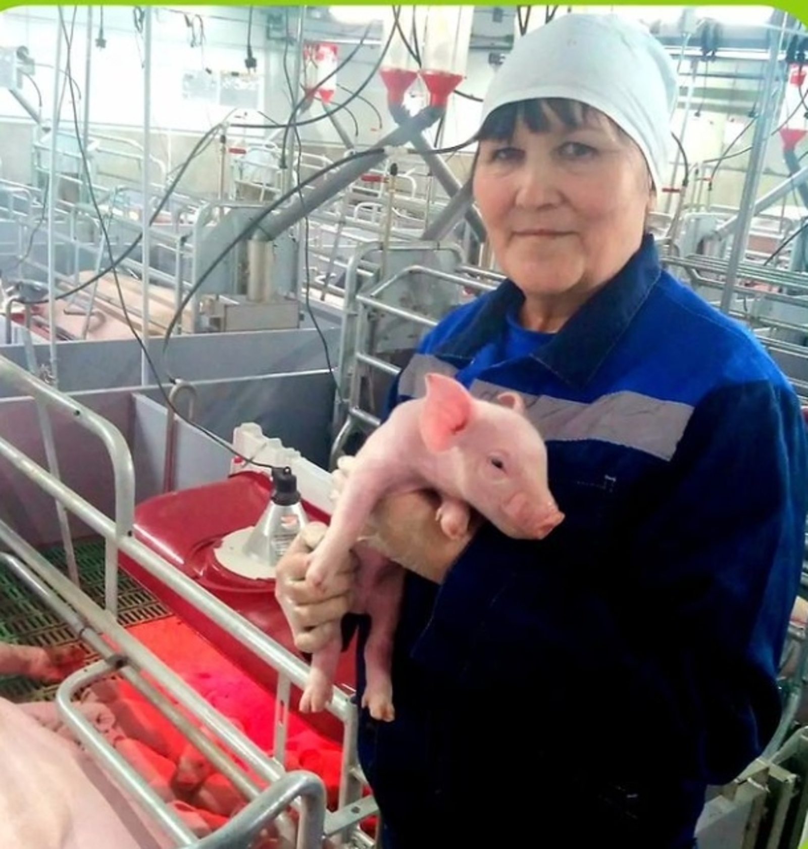 На новом свинокомплексе в Альшеевском районе получили первого поросенка