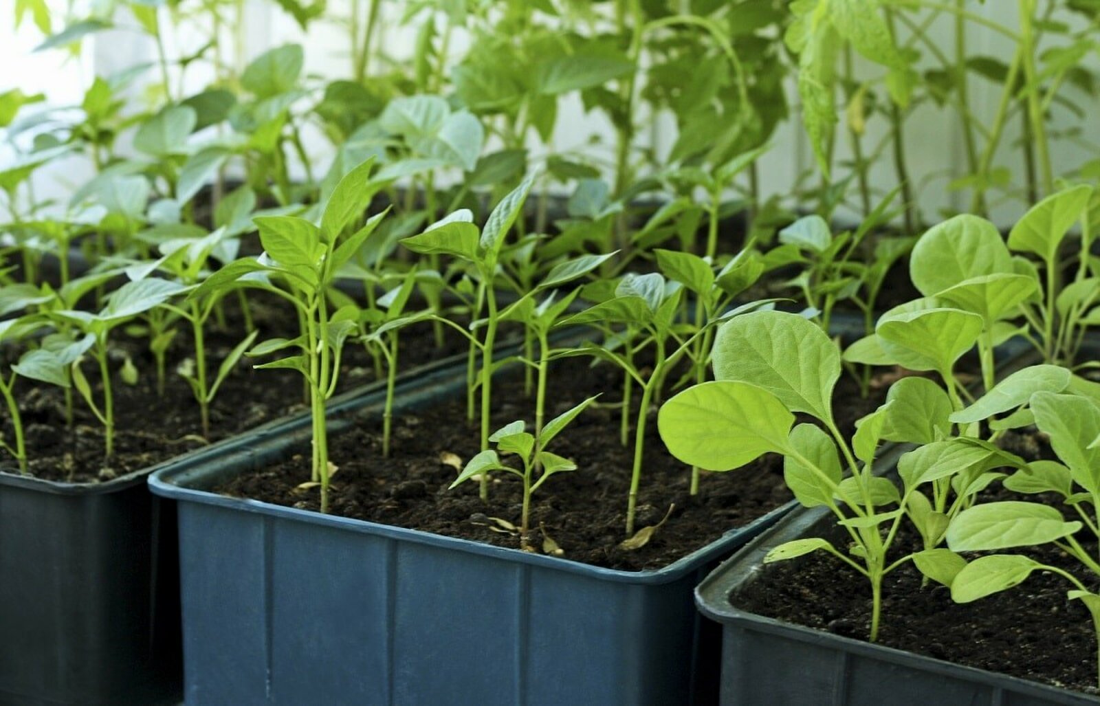 Как выбрать семена и почву для рассады овощей