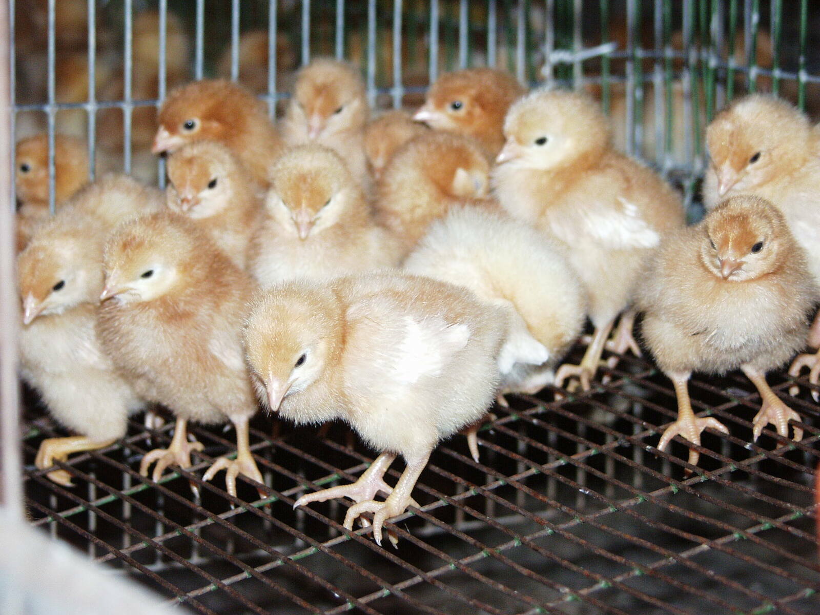 «Башкирский бройлер» завершил строительство площадки в нашем районе