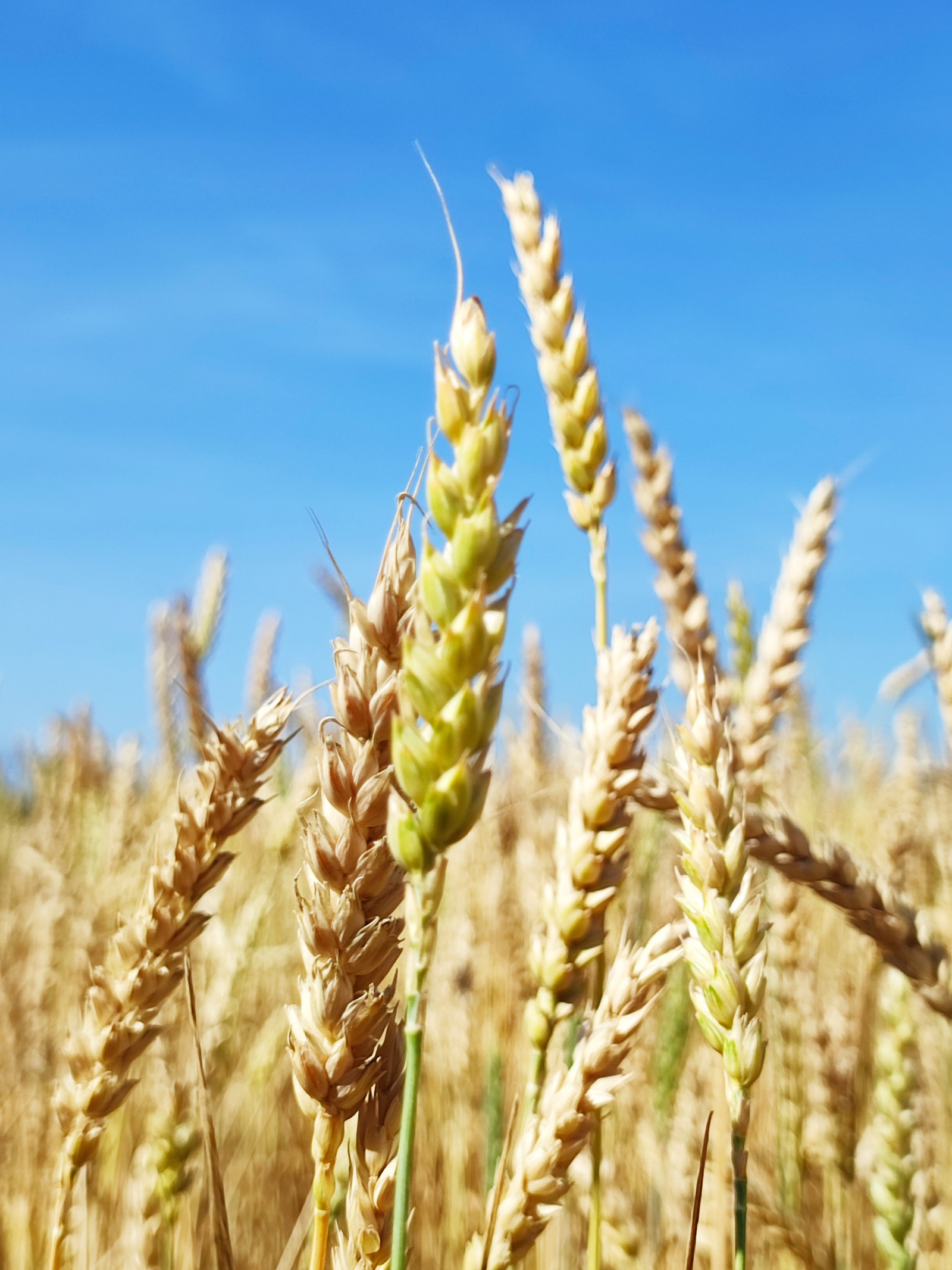 Башкирскую пшеницу посадят в Казахстане