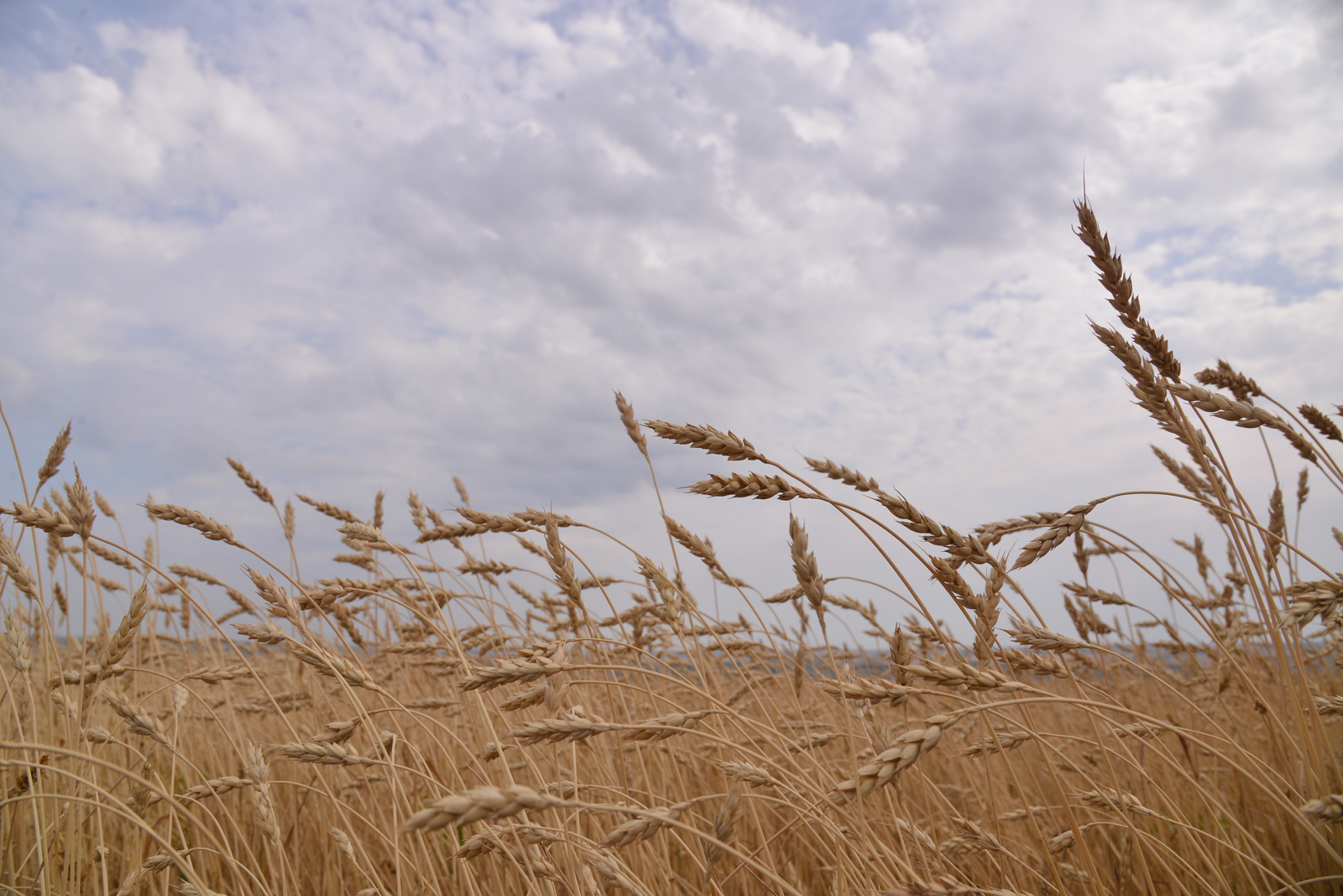 Экспорт зерна из Башкирии вырос более чем в два раза