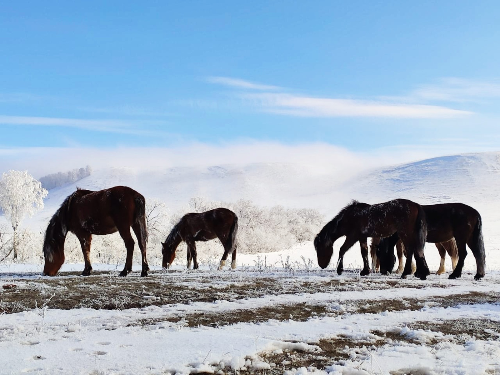 В Альшеевском районе увеличилось поголовье лошадей