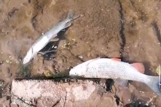 В притоке реки Уфы гибнет рыба
