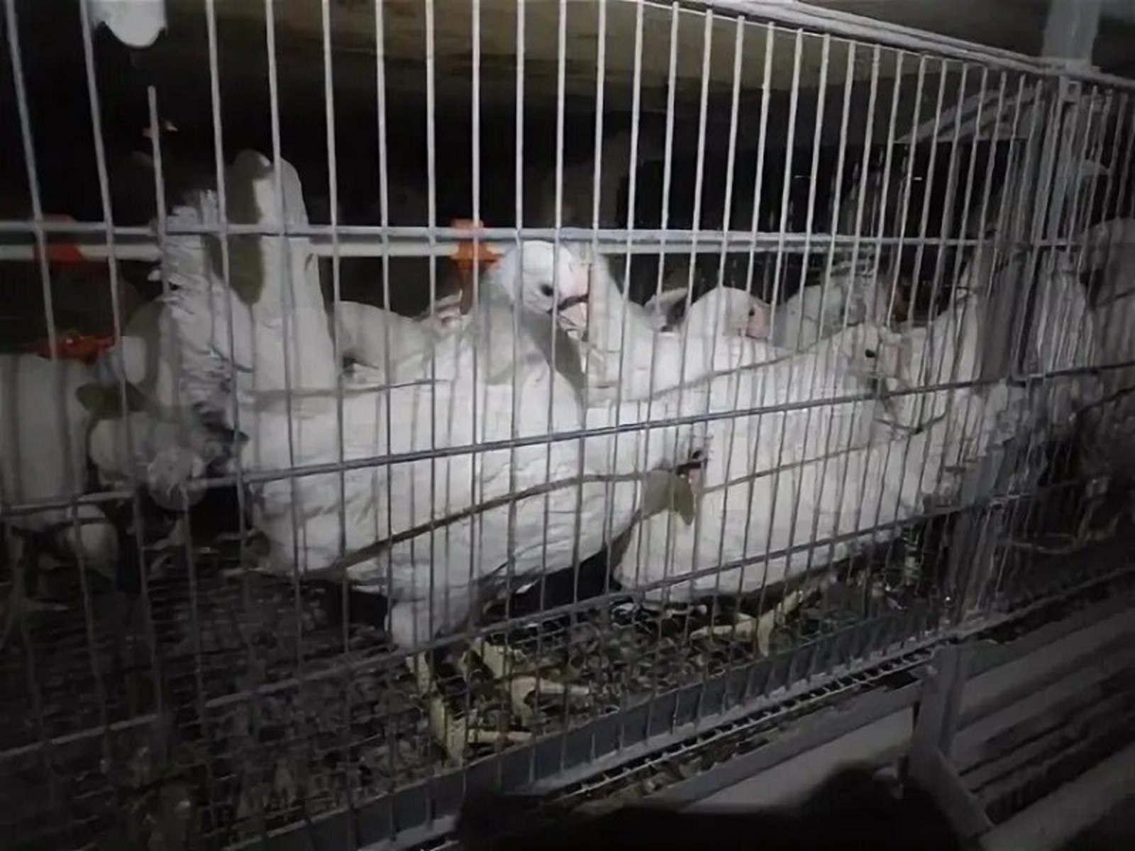 Башкирия экспортировала кур-молодок в Казахстан