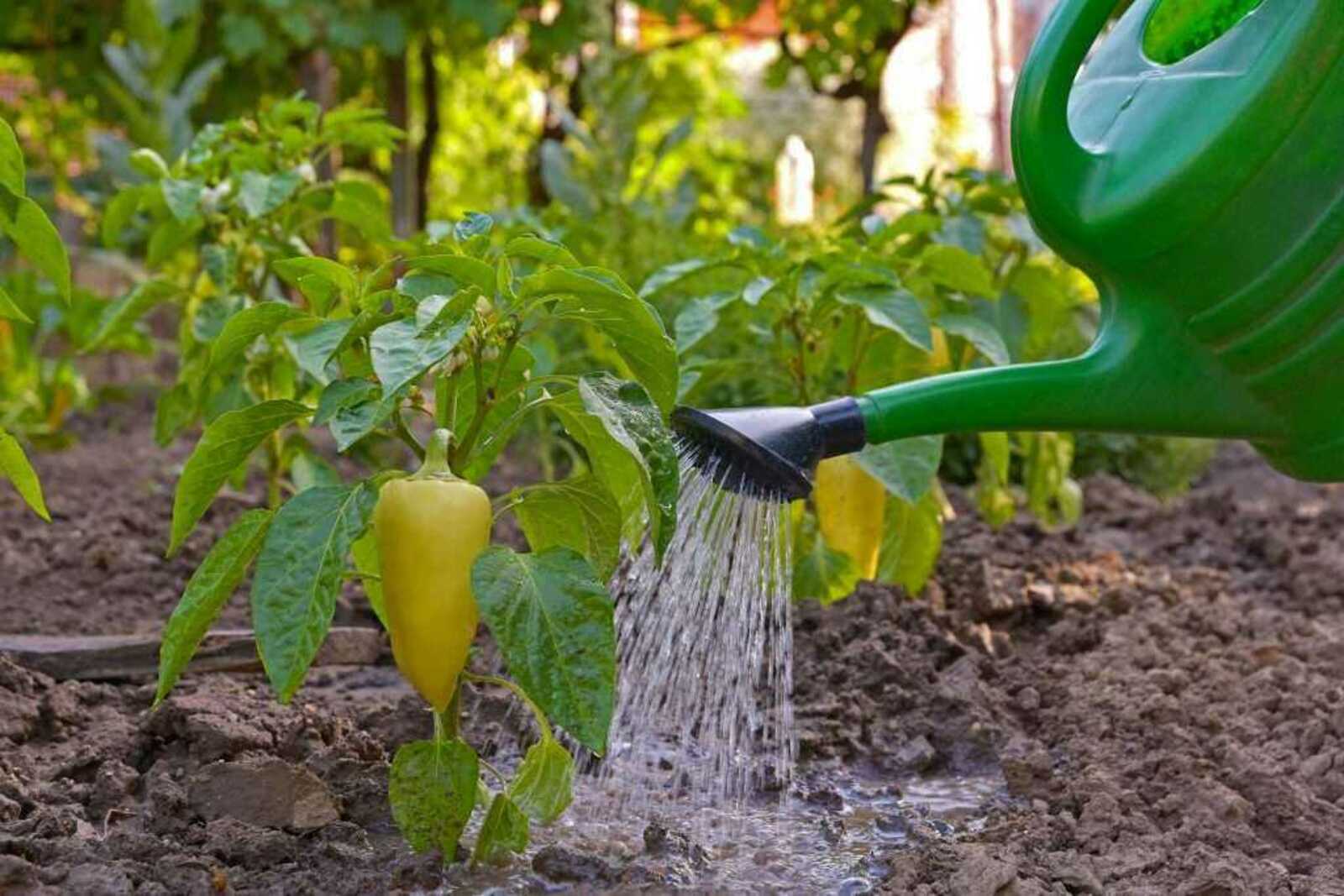 Что спасет ваш огород от жары и засухи - рекомендации специалиста