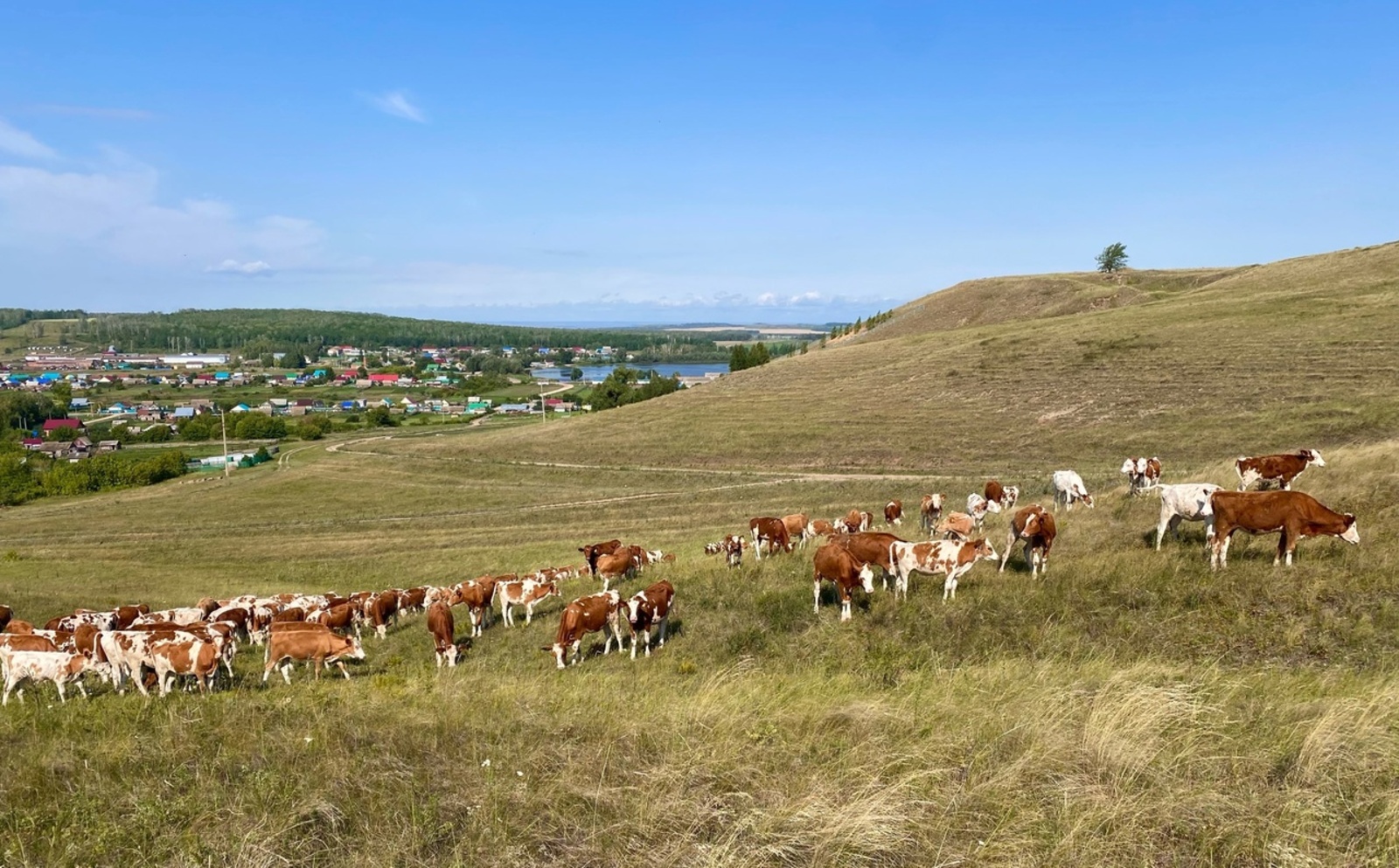 В Альшеевском районе выросло поголовье крупного рогатого скота