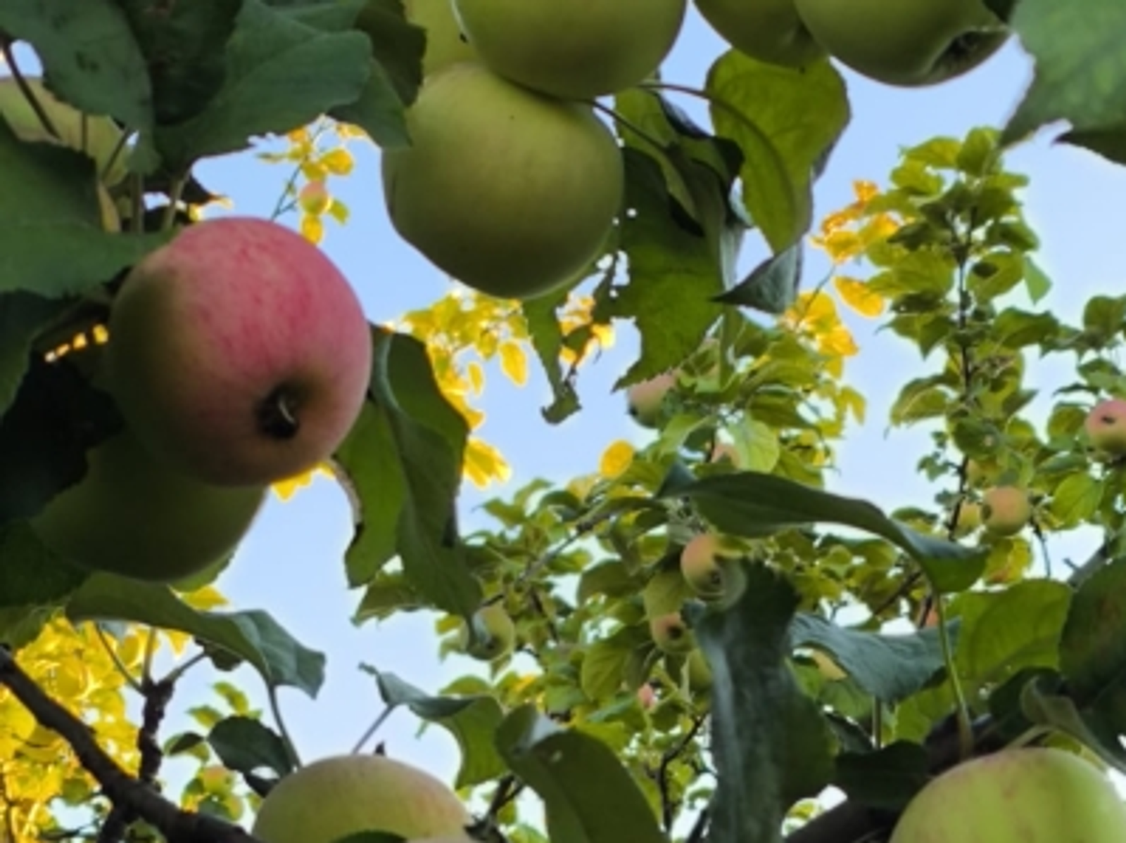 Какую яблоню посадить, чтобы не прогадать с урожаем?