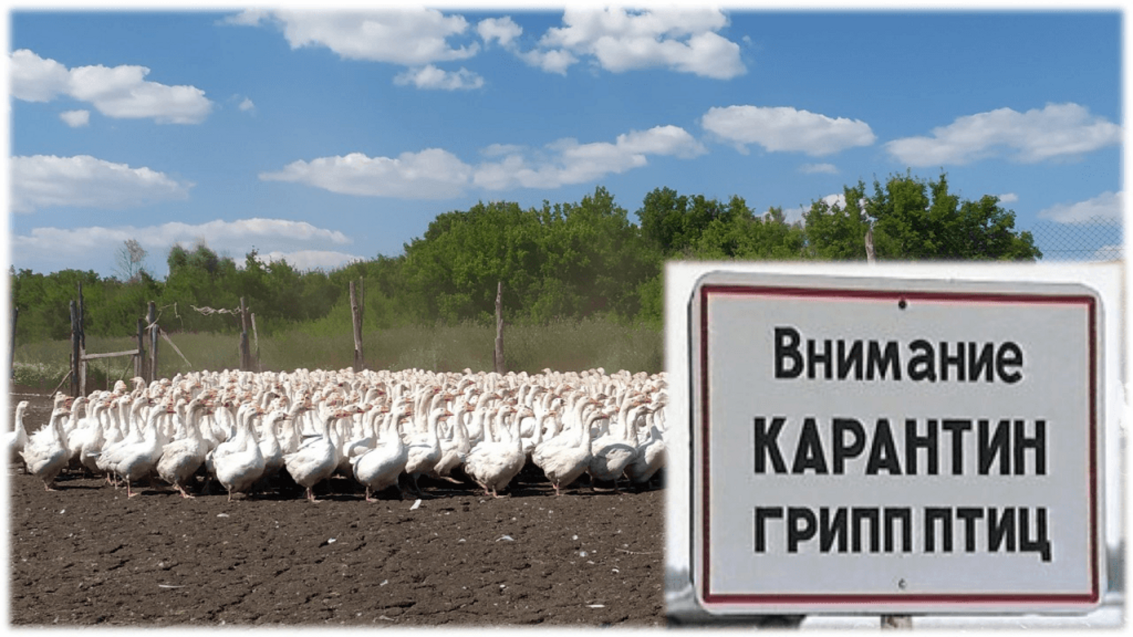 Птичий грипп проник в Башкортостан