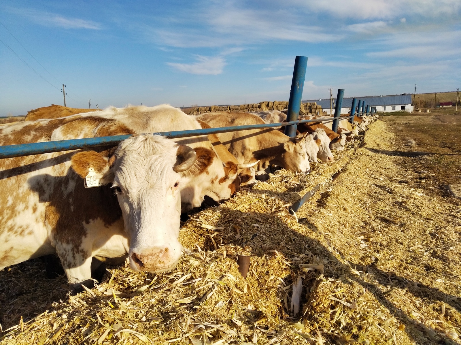 Как сельчанам Башкирии сберечь свой скот