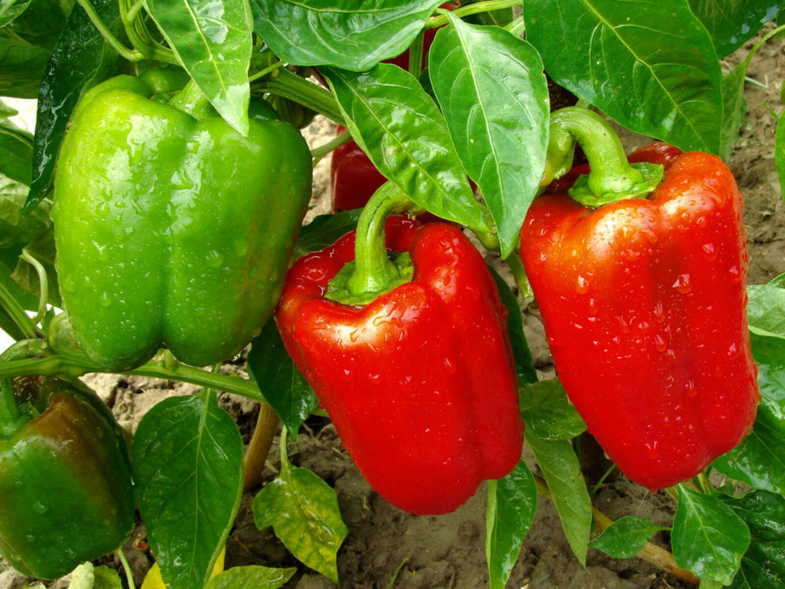 Как вырастить богатый урожай сладкого болгарского перца?