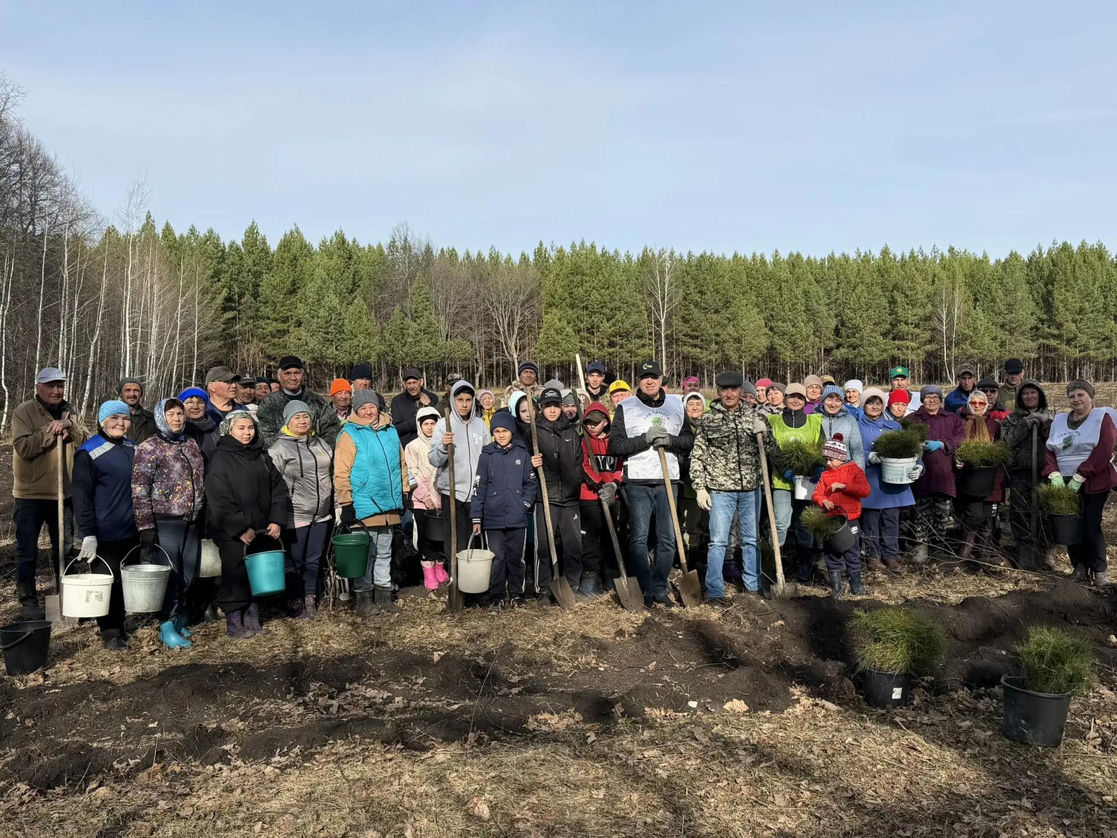 В Альшеевском районе высадили более 11 тысяч саженцев сосен