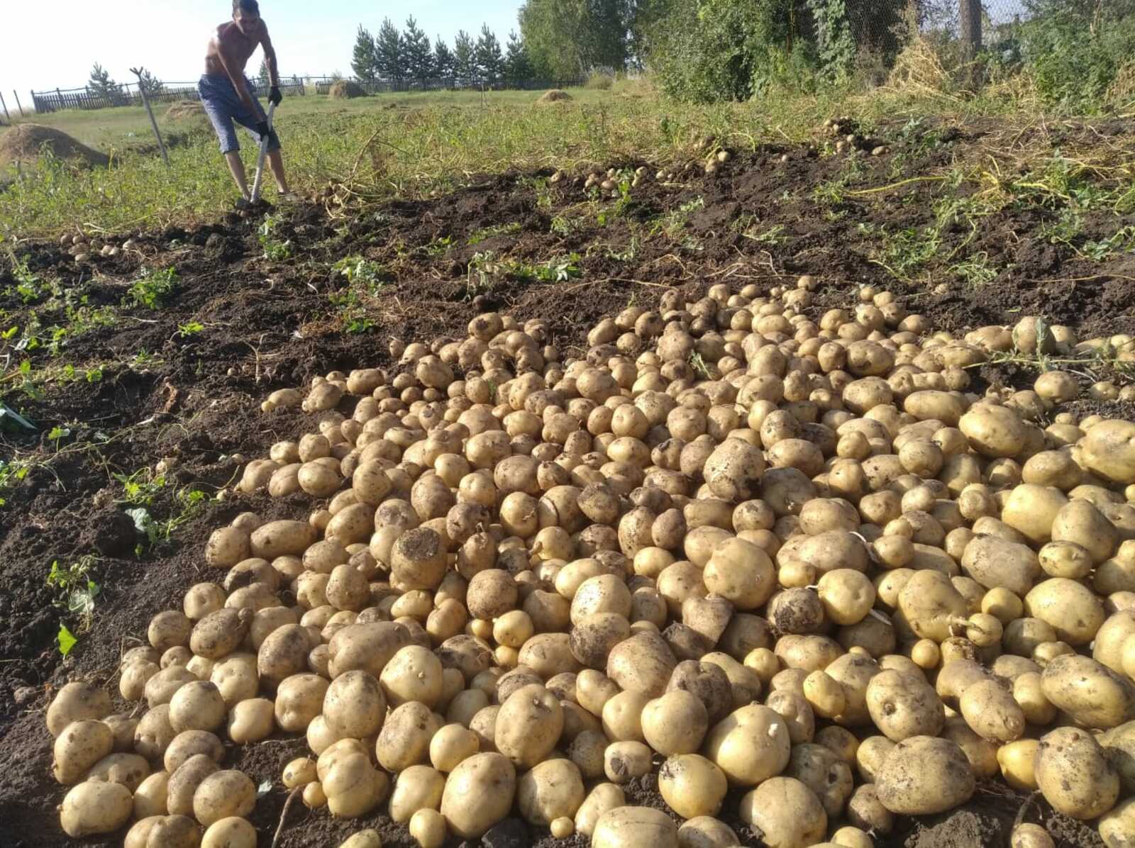 Как получить богатый урожай картофеля?
