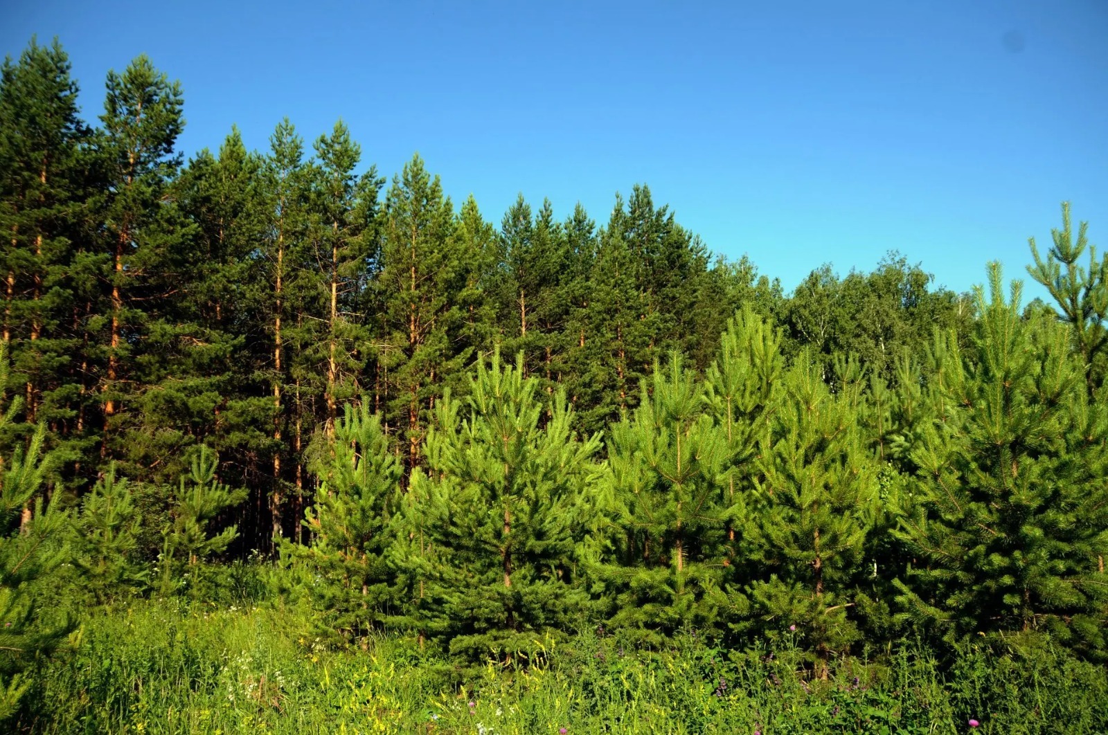 Башкирия получит 280 млн рублей на развитие лесного хозяйства