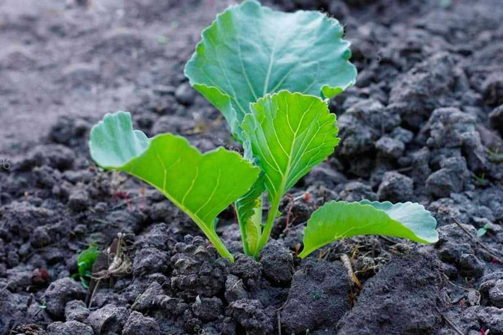 Как вырастить капусту в открытом грунте?