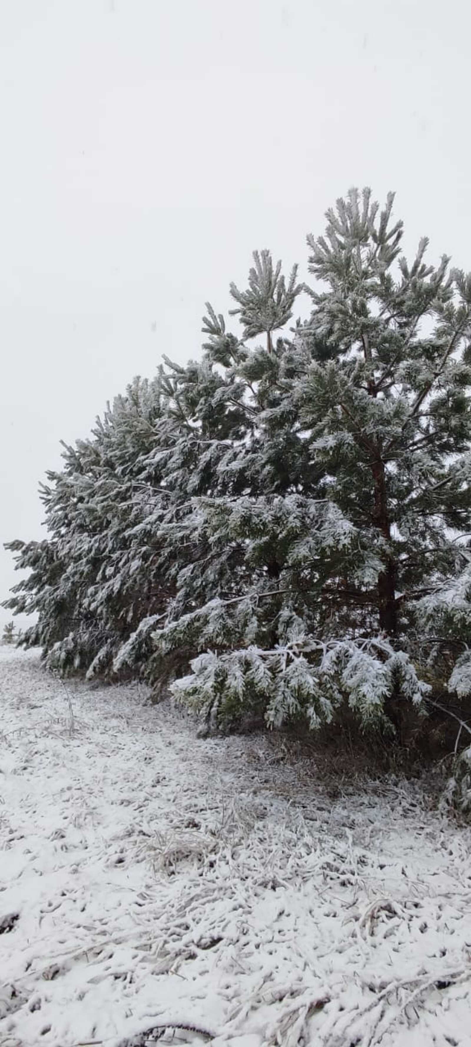 В Башкирии проходит операция «Ель-2025»