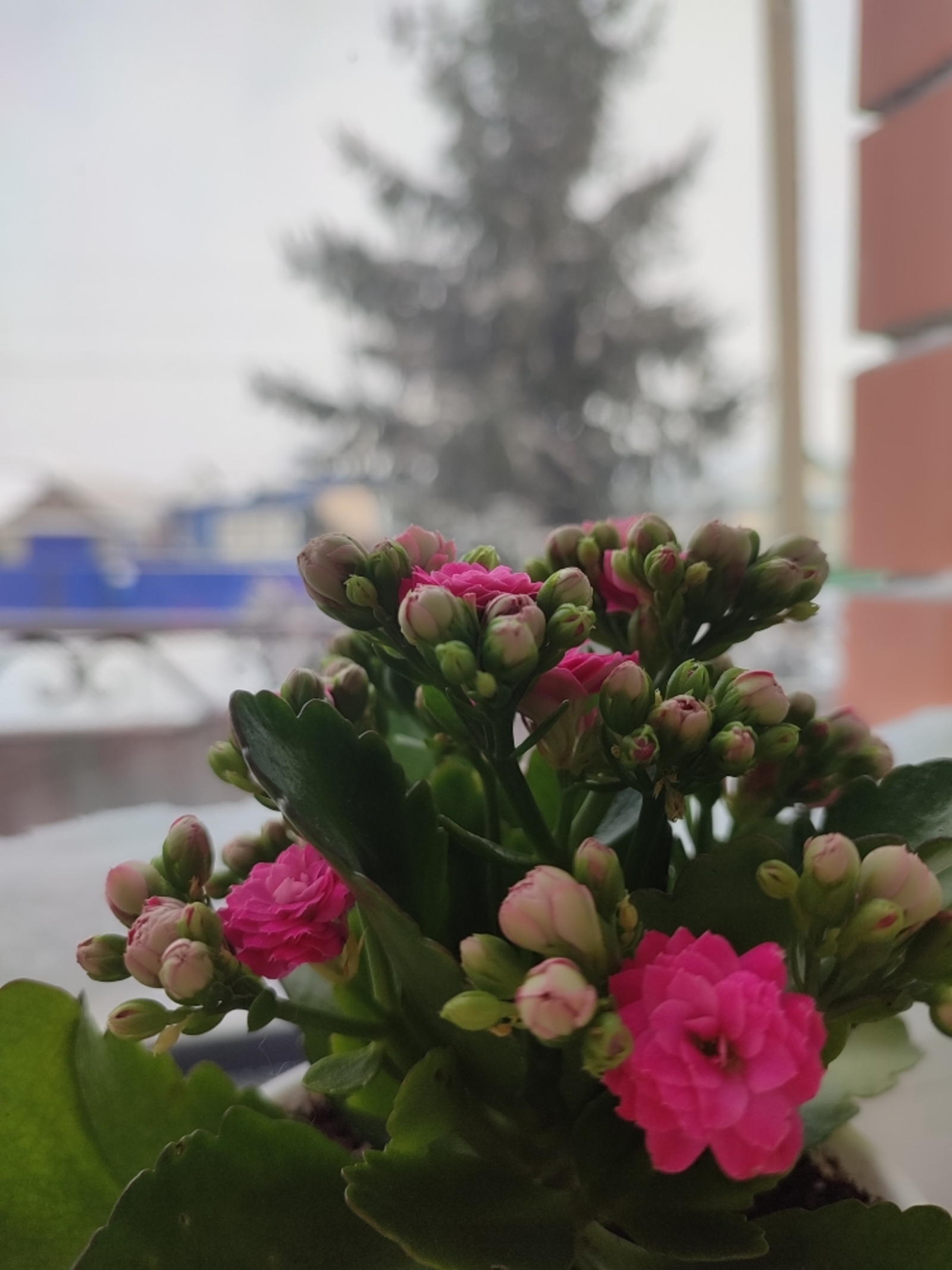 Паутинный клещ на комнатных растениях: как его распознать?