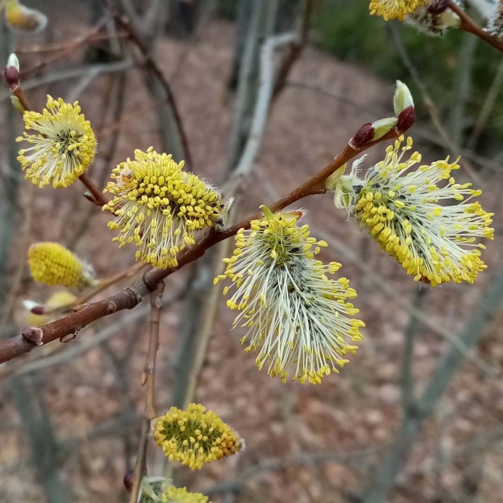 В Башкирии ожидаются солнечные выходные