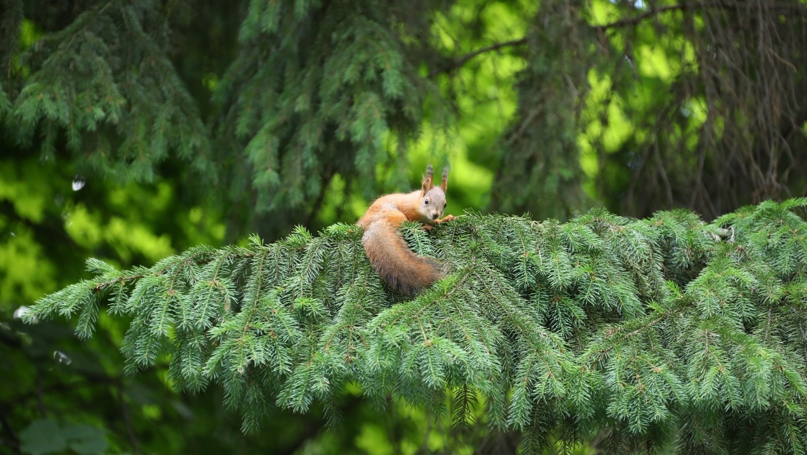 В Башкирии подвели итоги проведения акции "Сохраним лес" - 2025"