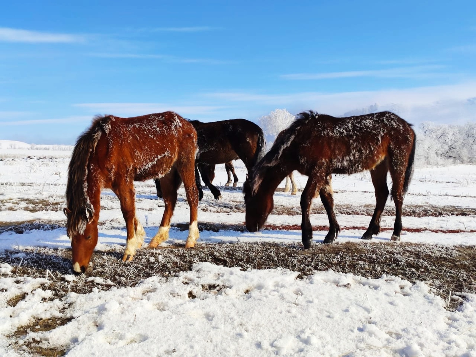 В Альшеевском районе растет поголовье лошадей и крупного рогатого скота мясных пород