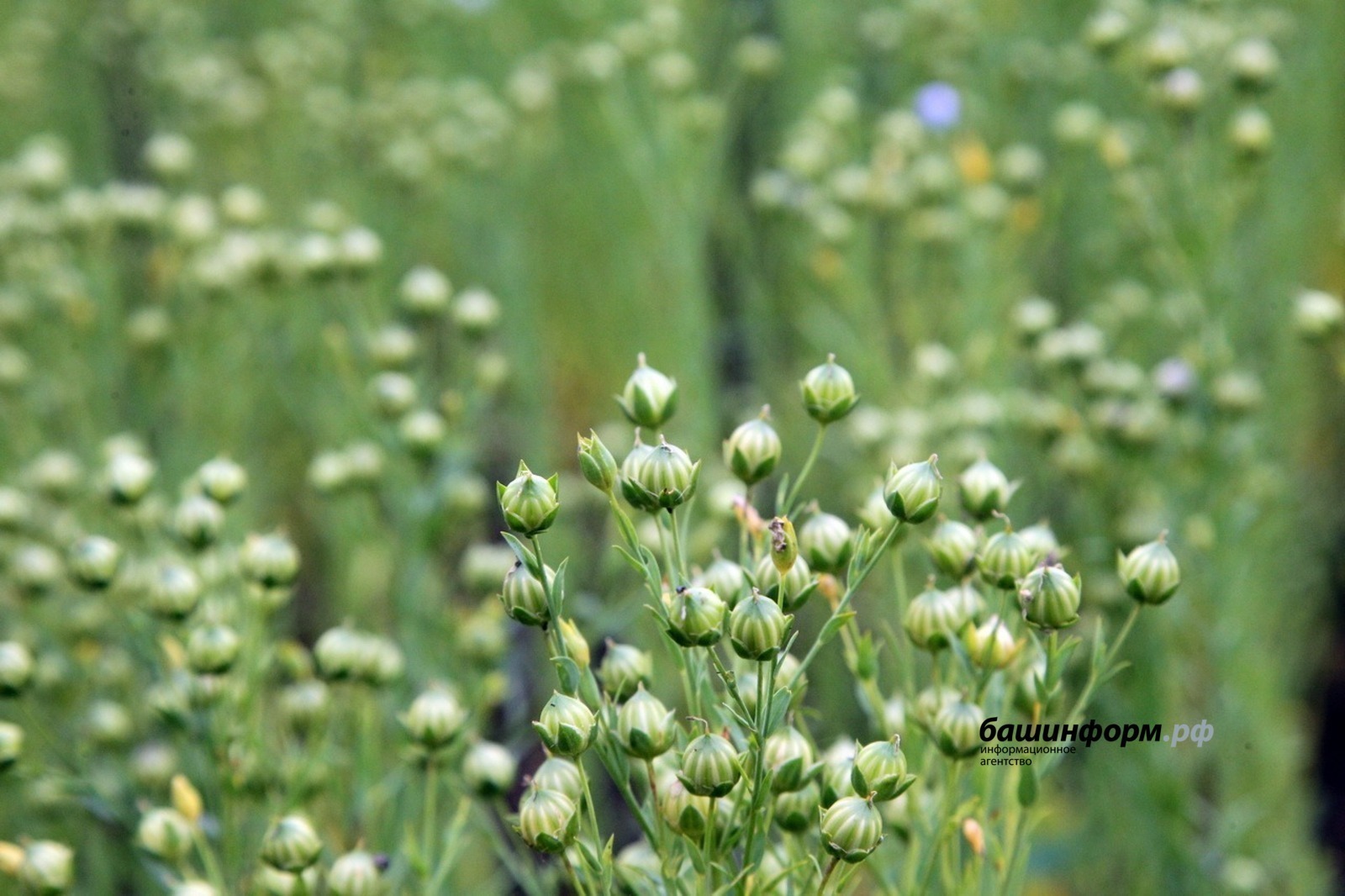 Лён из Башкирии востребован в Китае