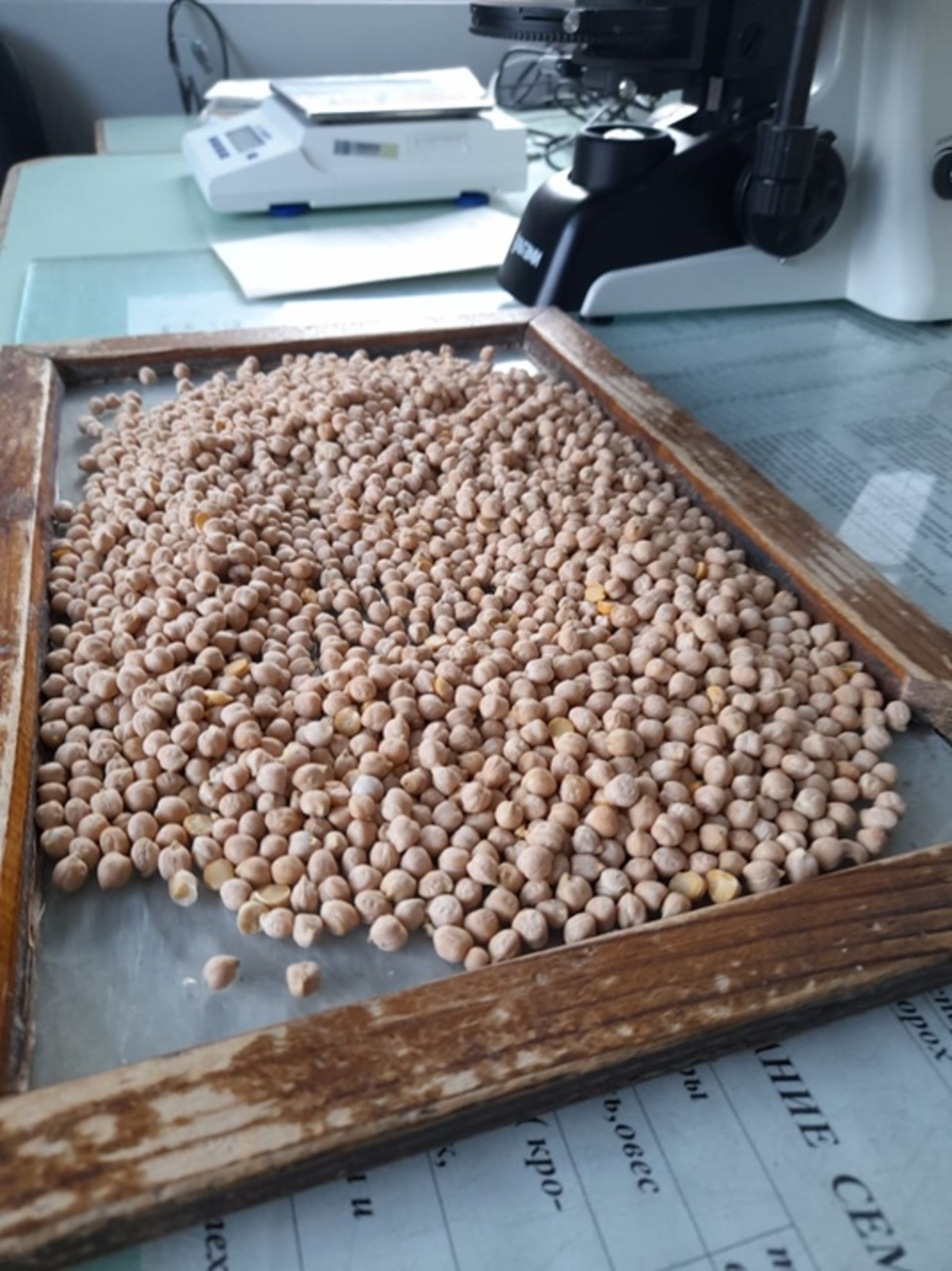 50 тонн гороха экспортировали из Башкортостана в Египет