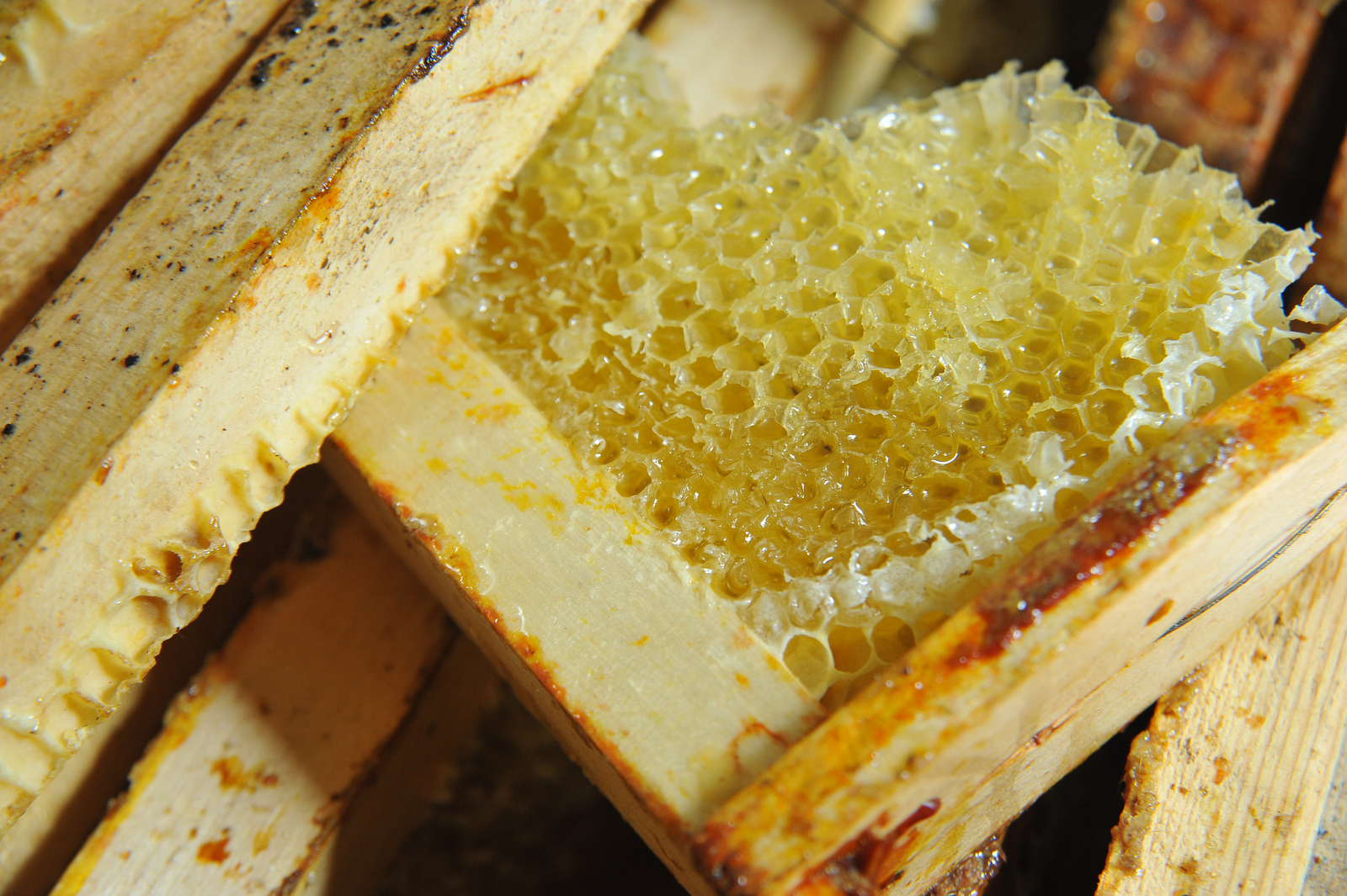 Башкирия экспортировала первые в этом году партии меда