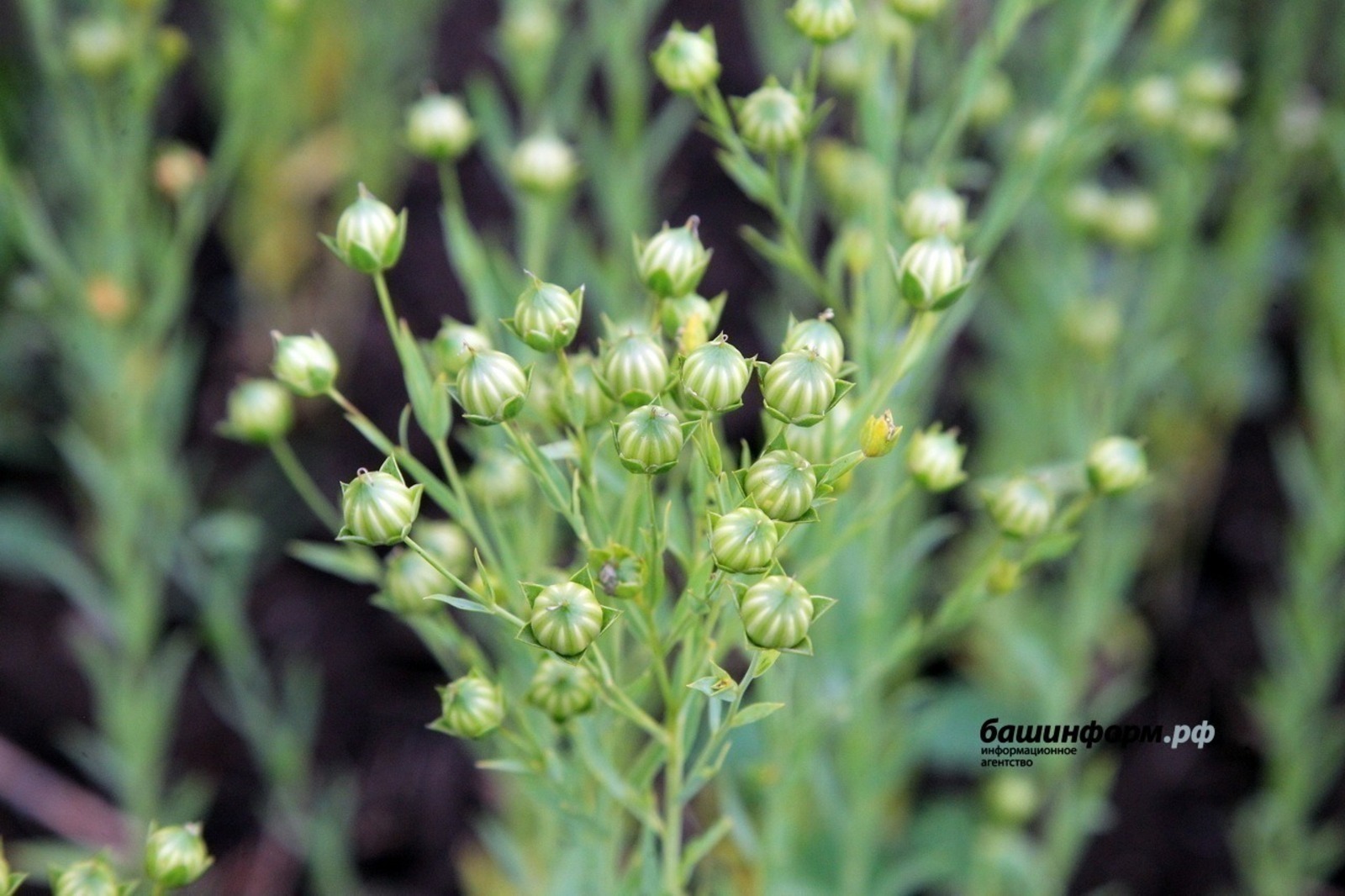 Республика увеличила экспорт семян