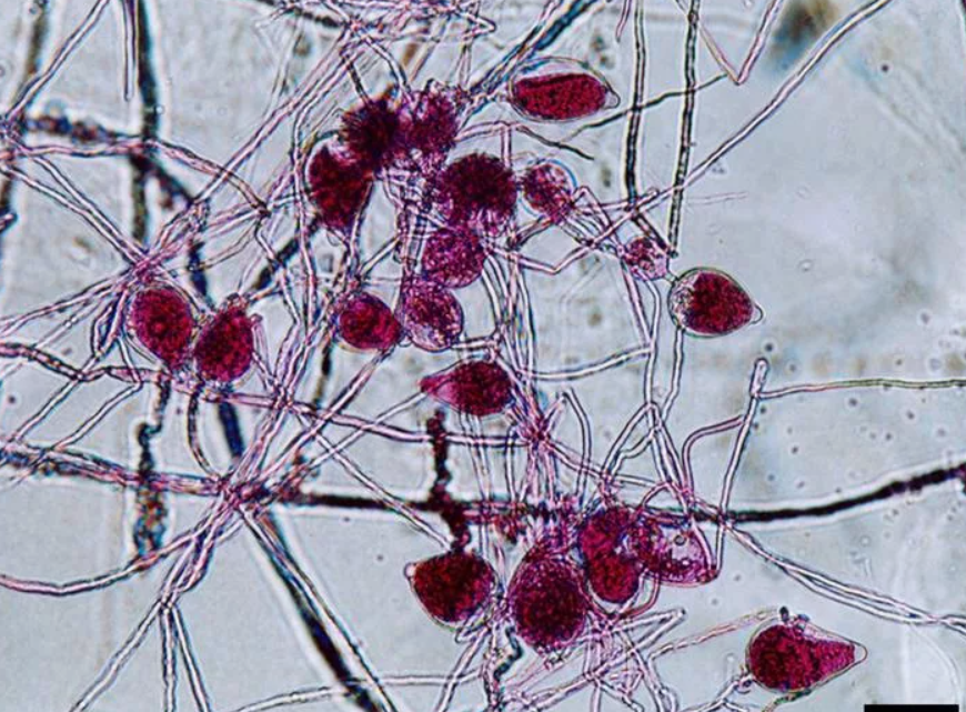 Самое дорогое дерево на планете