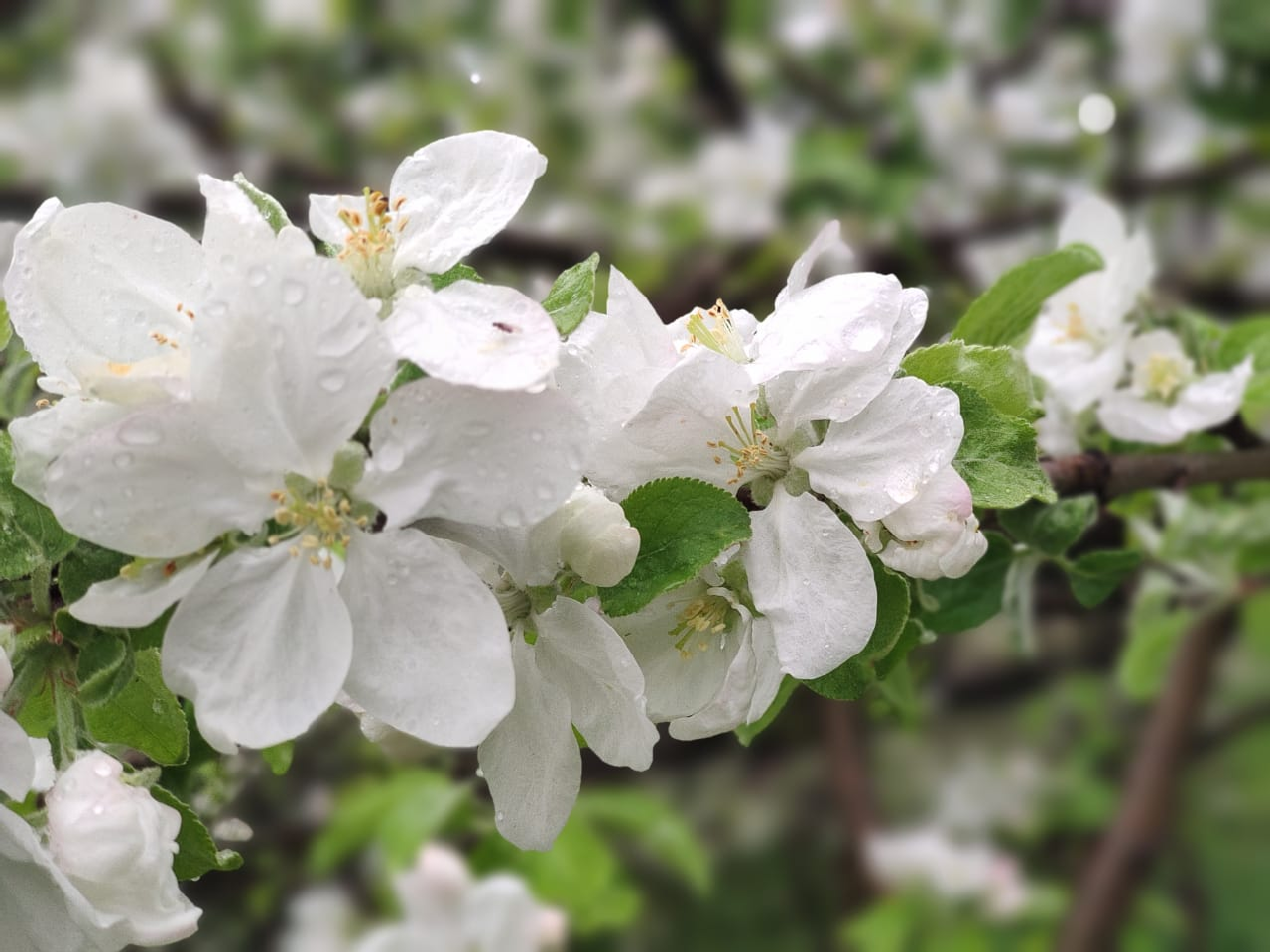 Как добиться регулярного плодоношения яблонь?