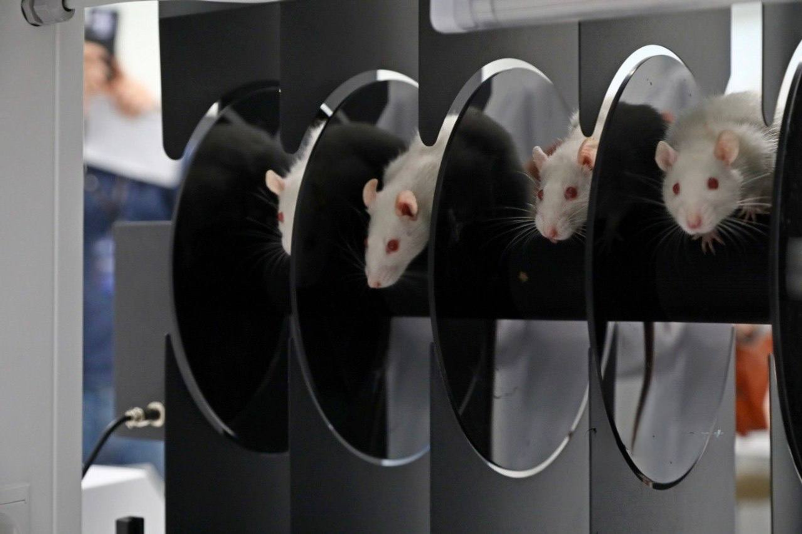 В кампусе - на новый этап исследований в разработке антидепрессанта