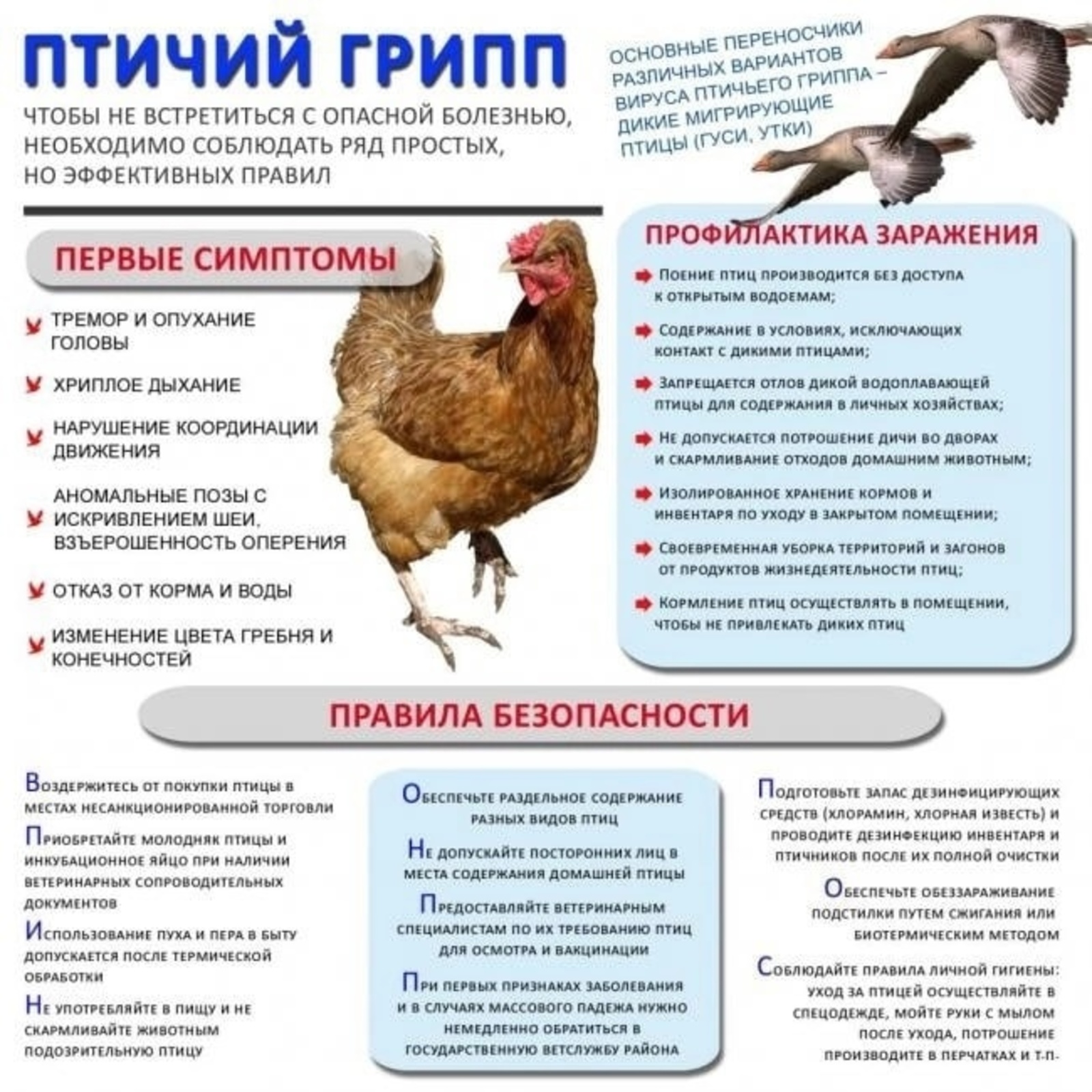 Высокопатогенный грипп птиц – реальная угроза!