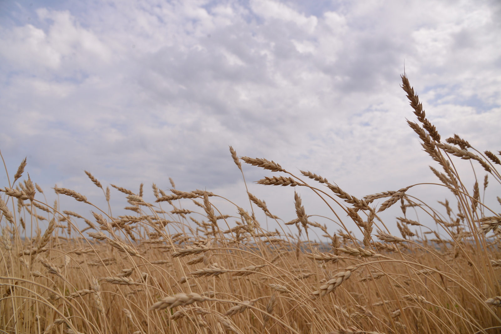 Башкирия экспортировала крупную партию пшеницы