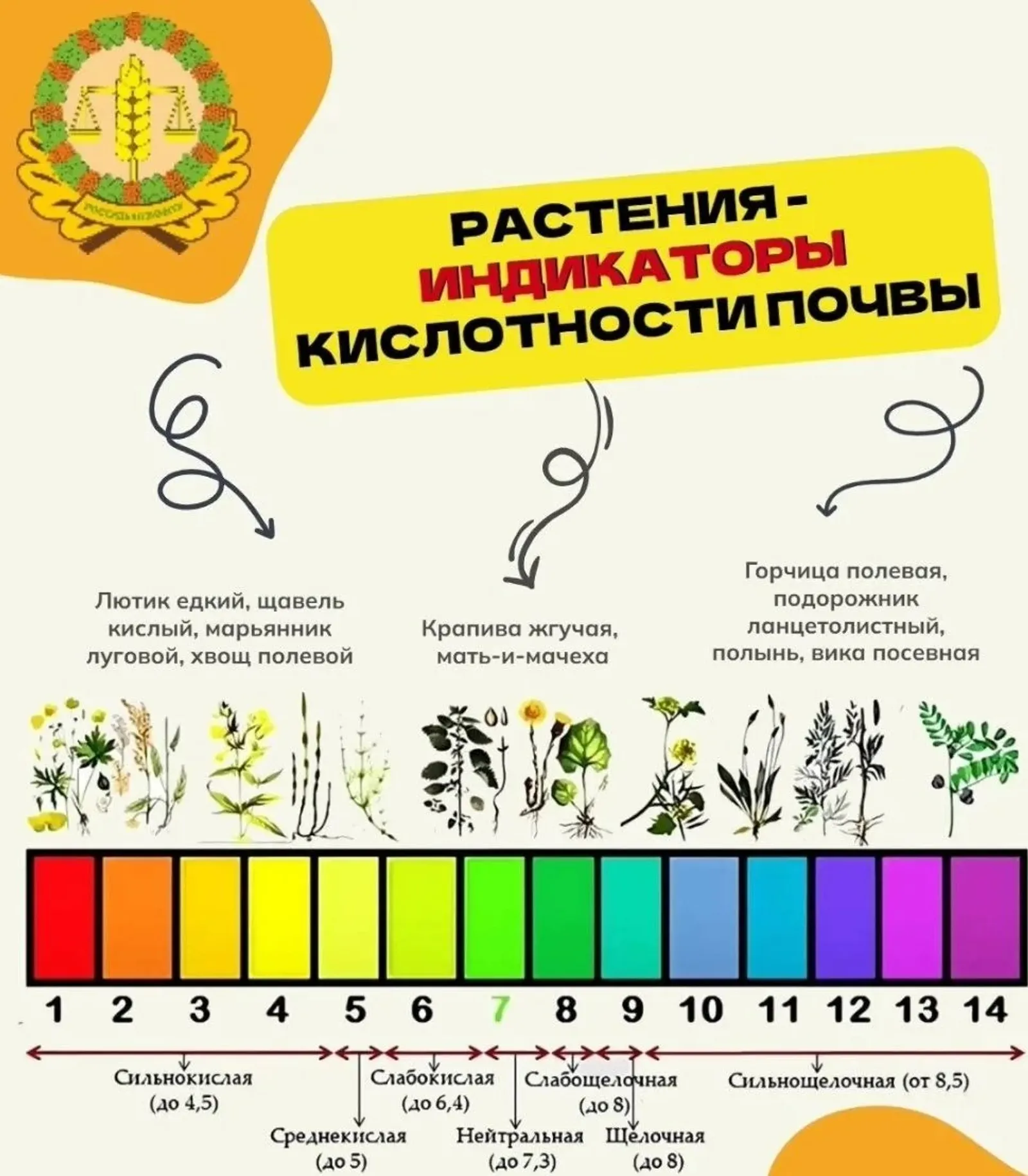 Растения индикаторы: как определять кислотность почвы на участке?