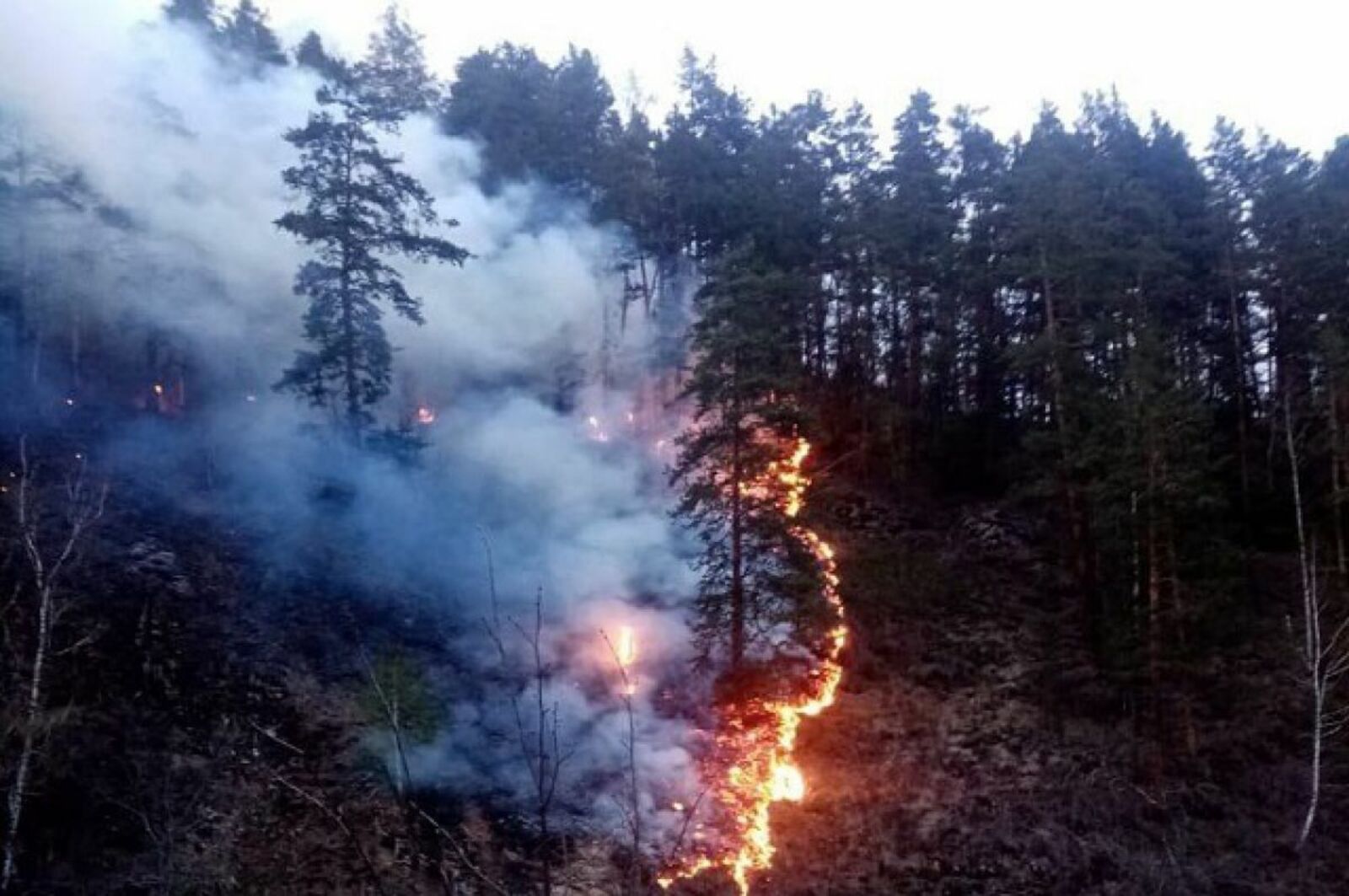 Президент призвал не допустить повторения прошлогодней ситуации с лесными пожарами