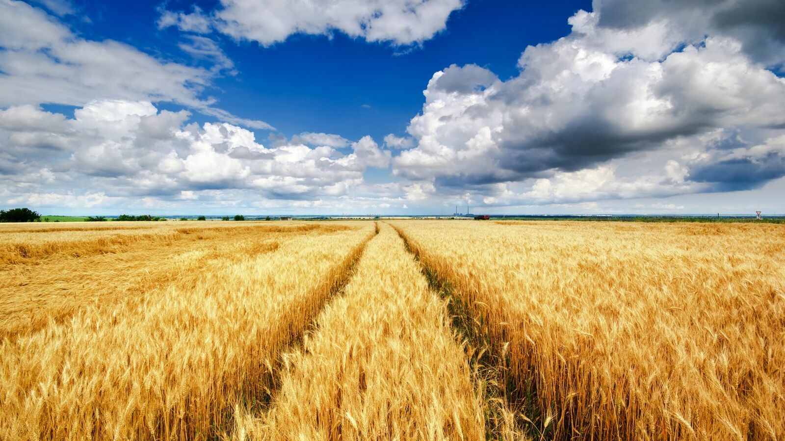 Россия в этом году готова поставить на мировые рынки свыше 50 миллионов тонн зерна